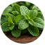 Fresh Mint